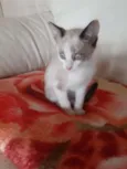 Nala