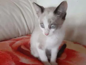 Gato raça Sem raça  idade 2 a 6 meses nome Nala
