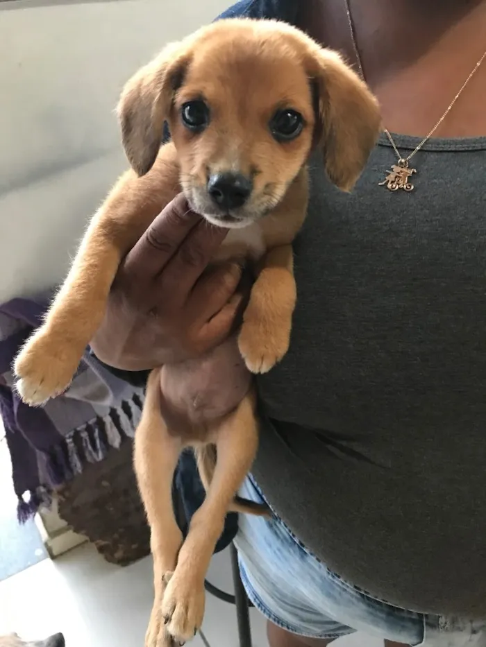 Cachorro raça Vira-lata idade Abaixo de 2 meses nome Pingo