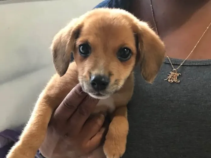 Cachorro raça Vira-lata idade Abaixo de 2 meses nome Pingo