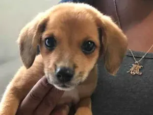 Cachorro raça Vira-lata idade Abaixo de 2 meses nome Pingo