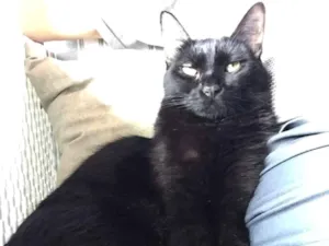 Gato raça Indefinida idade 1 ano nome Cibita