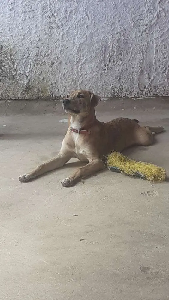 Cachorro ra a SRD idade 7 a 11 meses nome Duke