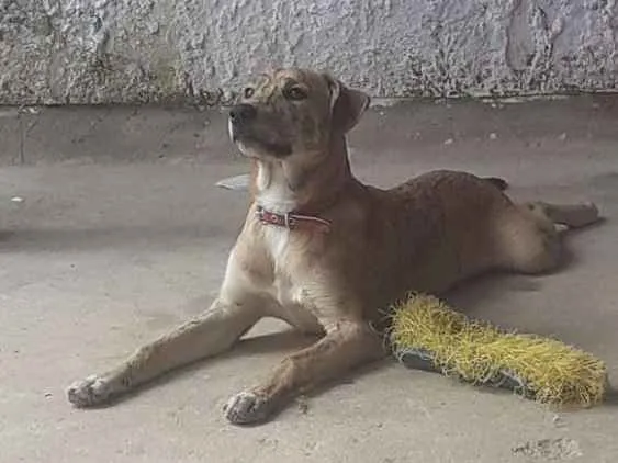 Cachorro ra a SRD idade 7 a 11 meses nome Duke