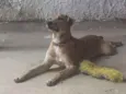 Duke