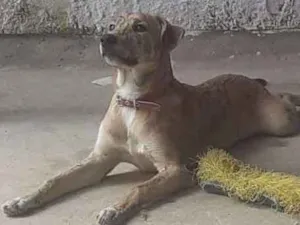 Cachorro raça SRD idade 7 a 11 meses nome Duke