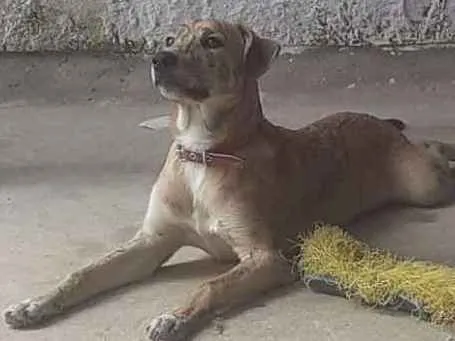 Cachorro ra a SRD idade 7 a 11 meses nome Duke