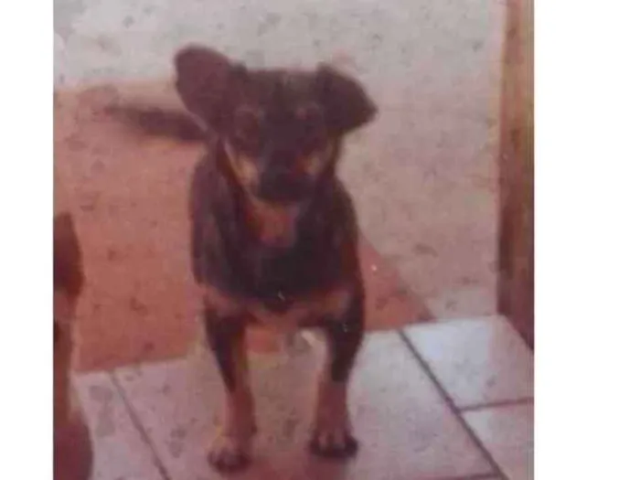 Cachorro ra a Vira lata idade 6 ou mais anos nome Akamaro