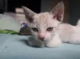 Dean