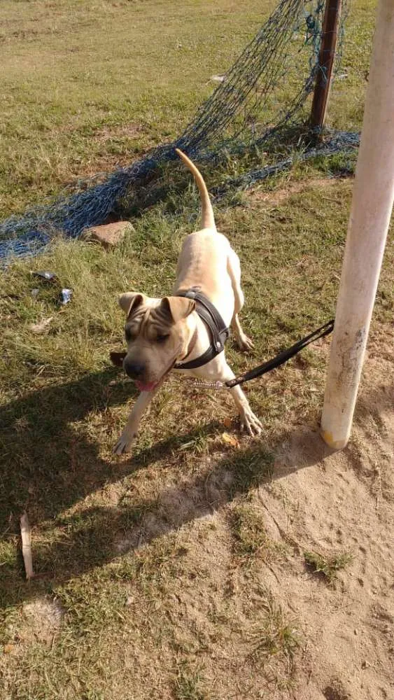 Cachorro ra a Starfoshire idade 1 ano nome Nella