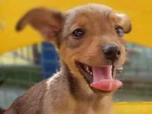 Cachorro raça Srd idade Abaixo de 2 meses nome RUIVINHO