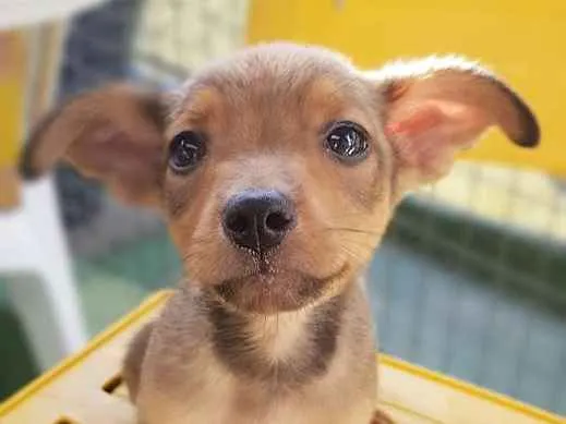 Cachorro ra a Srd idade Abaixo de 2 meses nome RUIVINHO