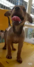 RUIVINHO