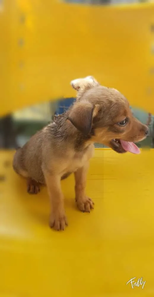 Cachorro ra a Srd idade Abaixo de 2 meses nome RUIVINHO