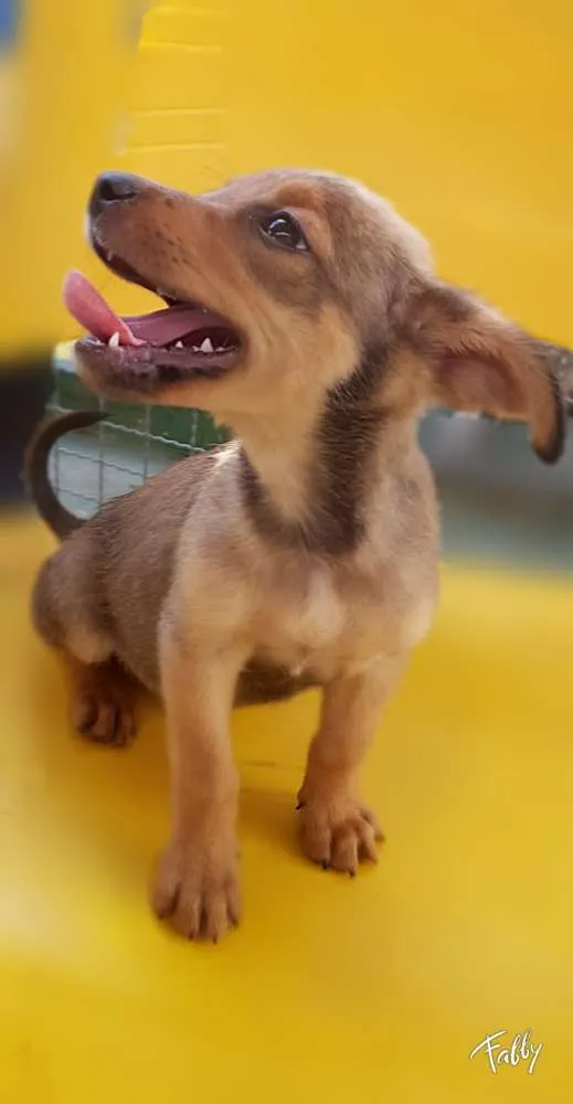 Cachorro ra a Srd idade Abaixo de 2 meses nome RUIVINHO
