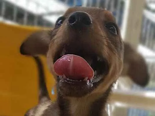Cachorro ra a Srd idade Abaixo de 2 meses nome RUIVINHO
