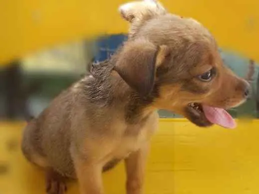 Cachorro ra a Srd idade Abaixo de 2 meses nome RUIVINHO