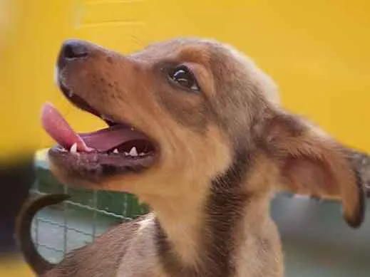 Cachorro ra a Srd idade Abaixo de 2 meses nome RUIVINHO