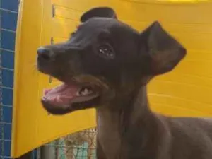 Cachorro raça Srd idade Abaixo de 2 meses nome PIETRA