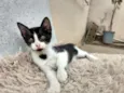 Lili