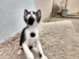 Lili