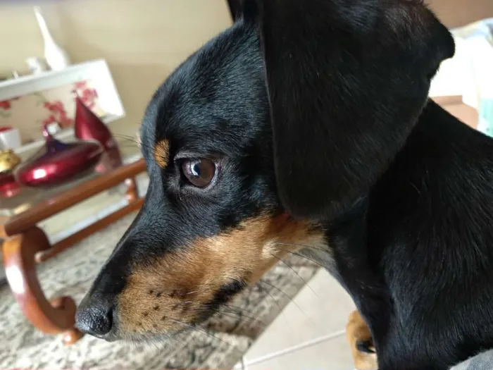 Cachorro ra a SRD idade 1 ano nome Mirella