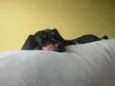 Mirella