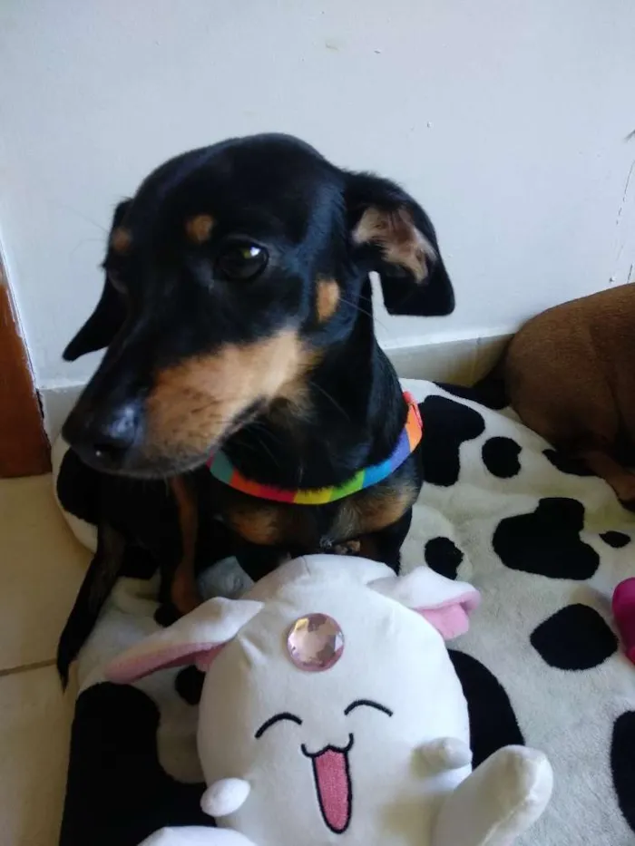 Cachorro ra a SRD idade 1 ano nome Mirella