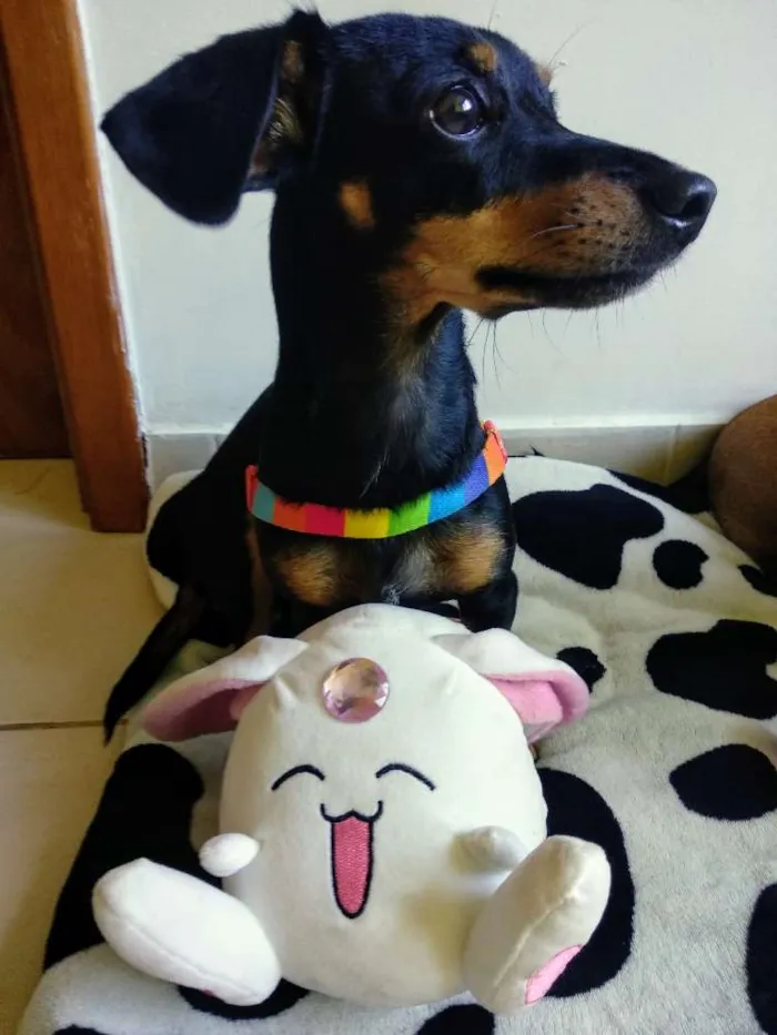 Cachorro ra a SRD idade 1 ano nome Mirella