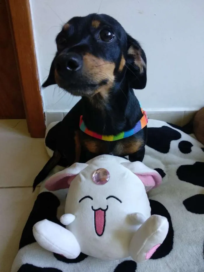 Cachorro ra a SRD idade 1 ano nome Mirella