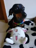 Mirella