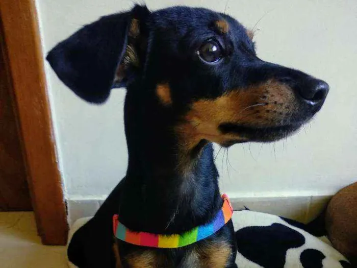 Cachorro ra a SRD idade 1 ano nome Mirella