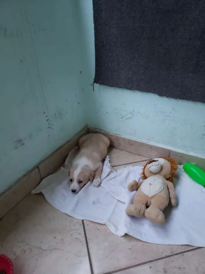 Cachorro raça Vira lata idade 2 a 6 meses nome Bolt