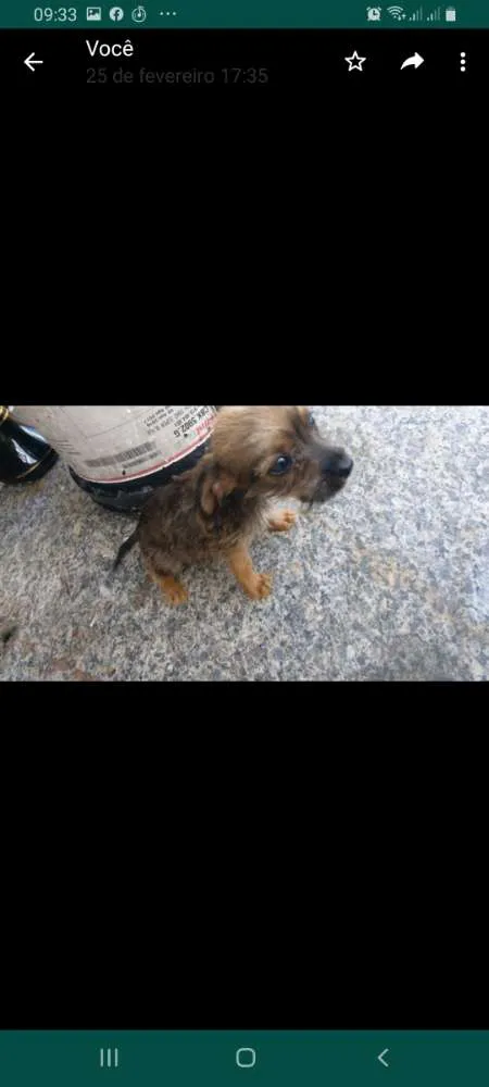 Cachorro raça Vira-lata idade 2 a 6 meses nome Nao tem