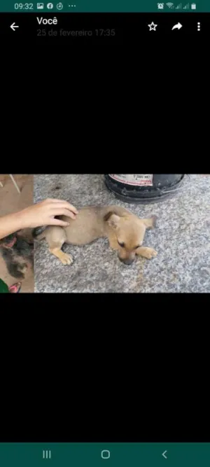 Cachorro raça Vira-lata idade 2 a 6 meses nome Nao tem
