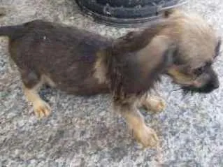 Cachorro raça Vira-lata idade 2 a 6 meses nome Nao tem