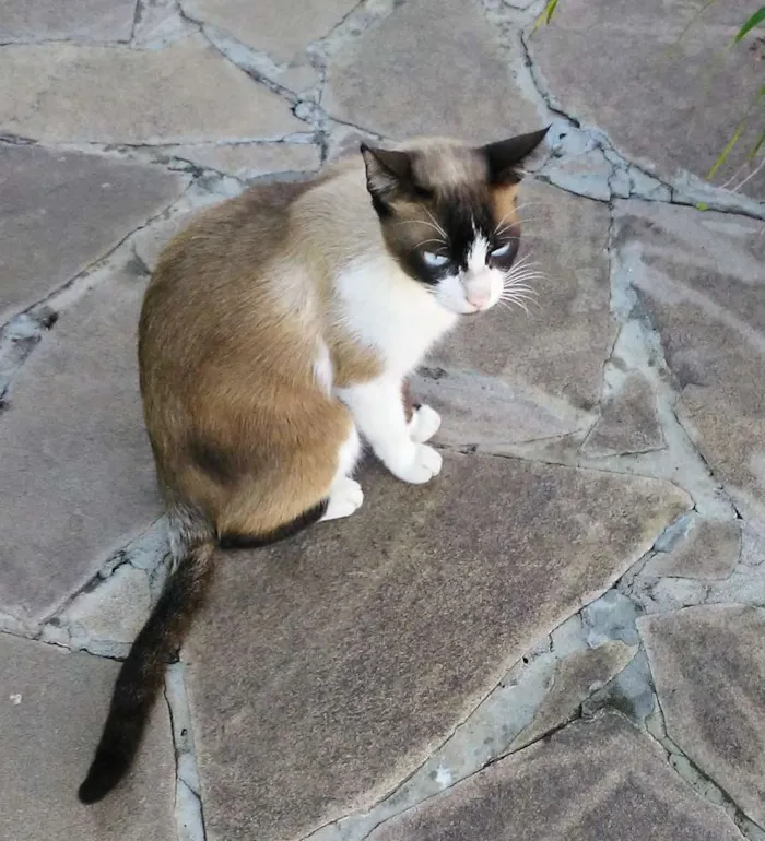 Gato ra a Nao sei a raça idade 1 ano nome Sem coleira