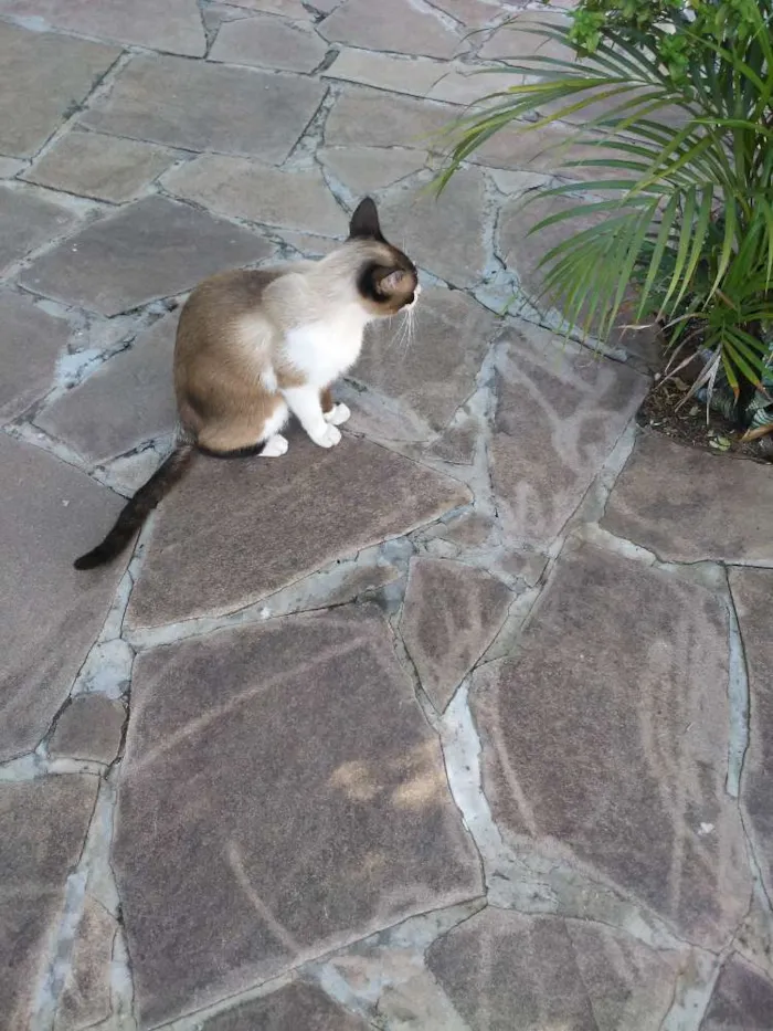 Gato ra a Nao sei a raça idade 1 ano nome Sem coleira