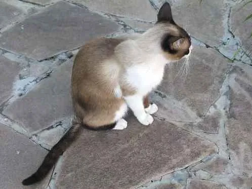 Gato ra a Nao sei a raça idade 1 ano nome Sem coleira