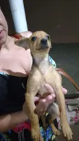 Alerquina,Lecy,xuxa