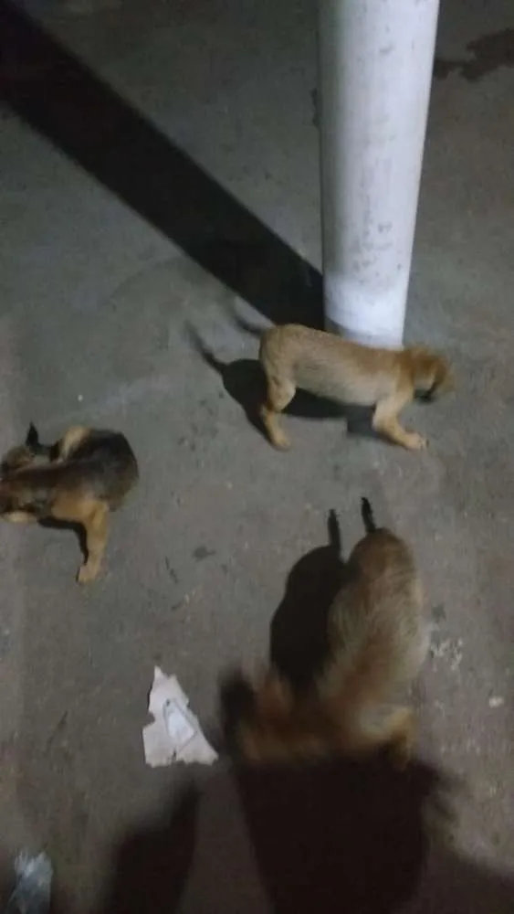 Cachorro raça Vira lata idade 2 a 6 meses nome Alerquina,Lecy,xuxa