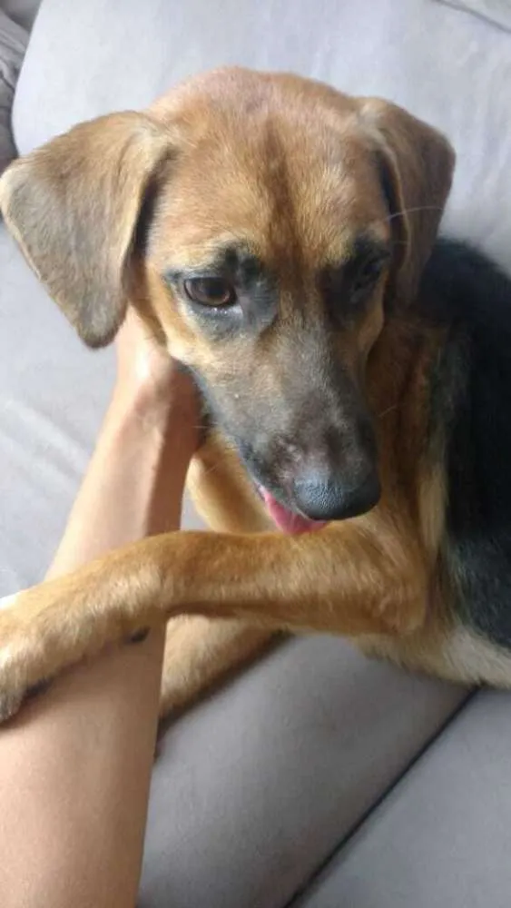 Cachorro ra a Vira Lata idade 1 ano nome Spike