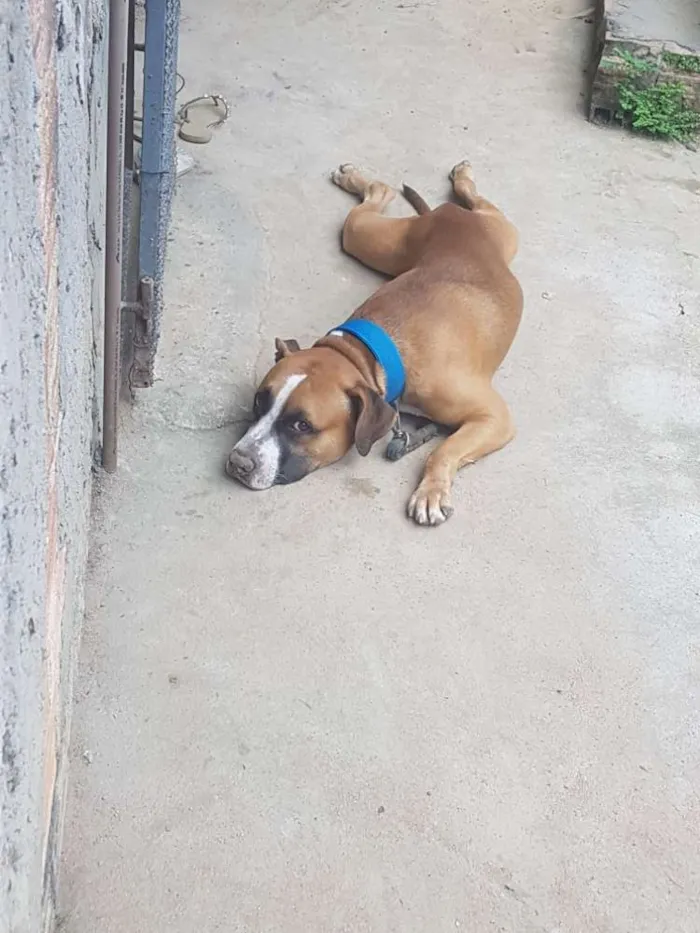 Cachorro ra a Pitbull  idade 1 ano nome Apollo