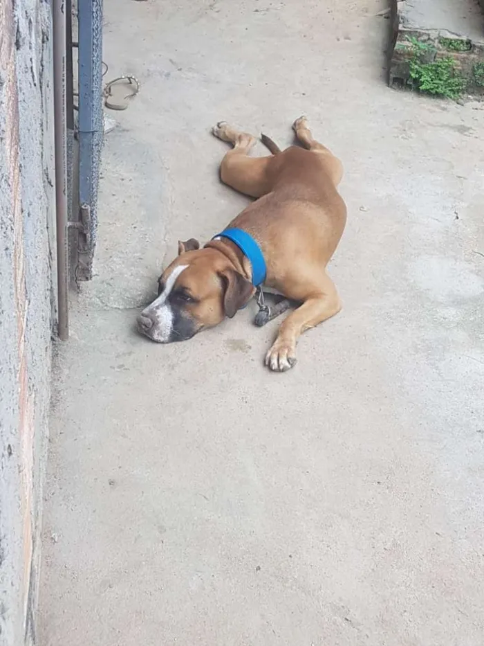 Cachorro ra a Pitbull  idade 1 ano nome Apollo