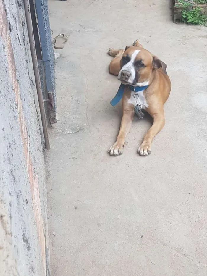 Cachorro ra a Pitbull  idade 1 ano nome Apollo