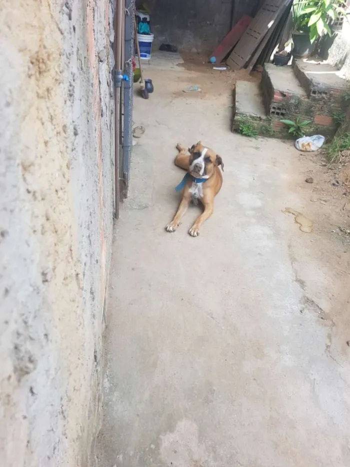 Cachorro ra a Pitbull  idade 1 ano nome Apollo