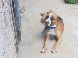 Cachorro raça Pitbull  idade 1 ano nome Apollo