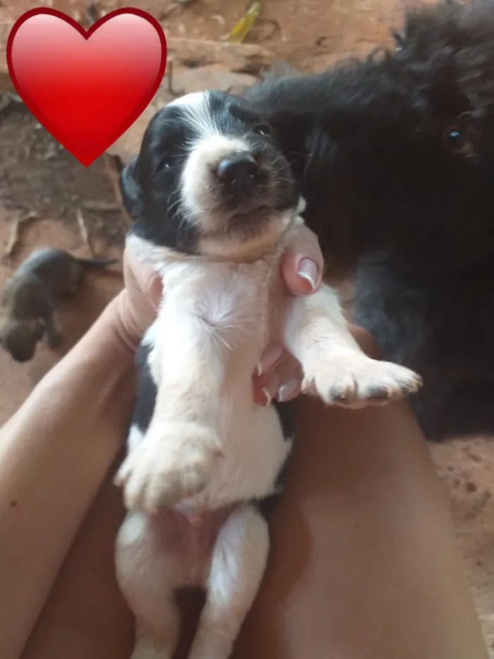 Cachorro ra a Vira lata idade 3 anos nome Nega