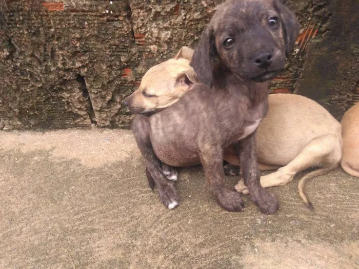 Cachorro ra a Não definida idade 2 a 6 meses nome Não tem 