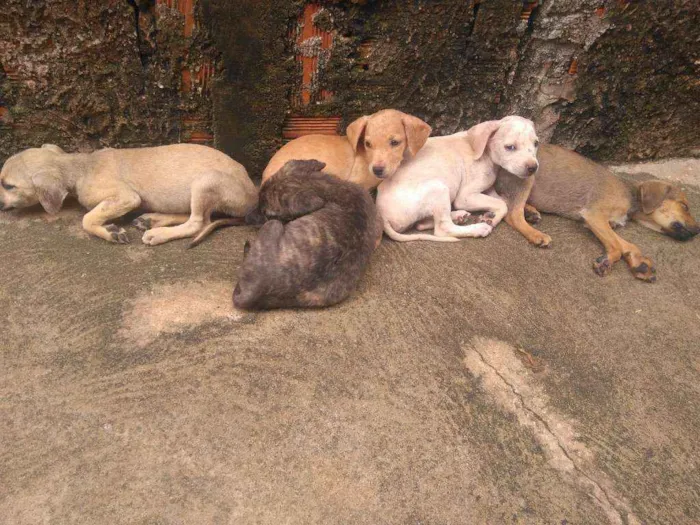 Cachorro ra a Não definida idade 2 a 6 meses nome Não tem 